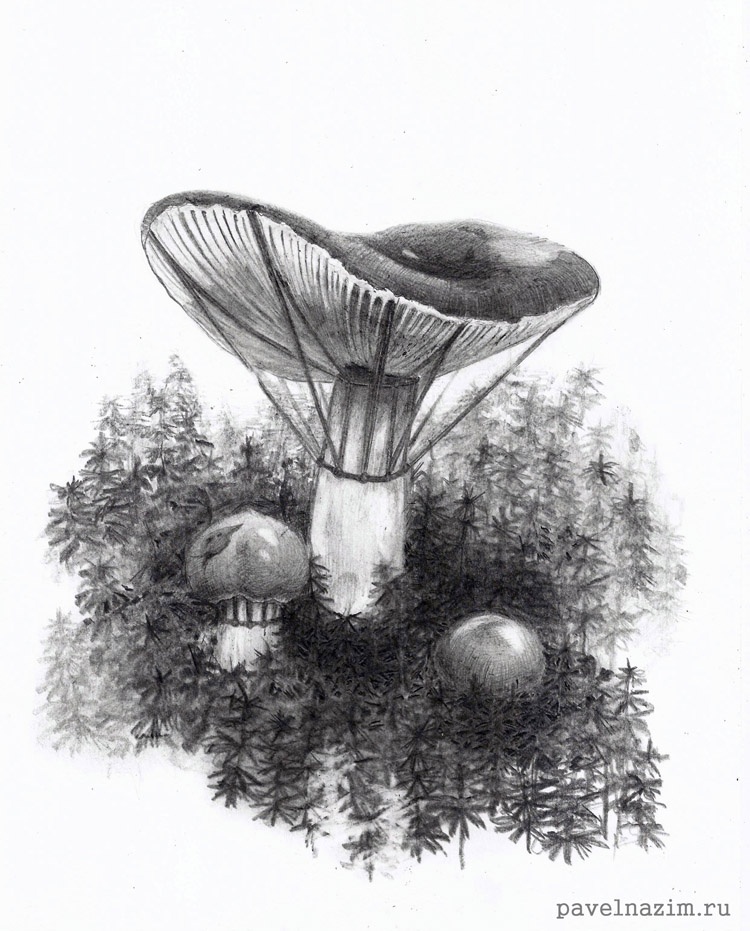 Зонтичные грибы.